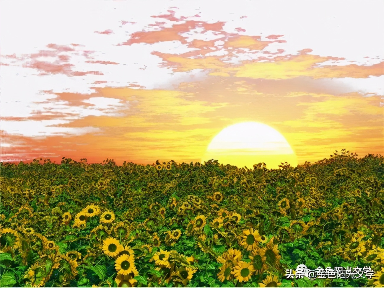 日出即景优秀范文,日出即景好词好段