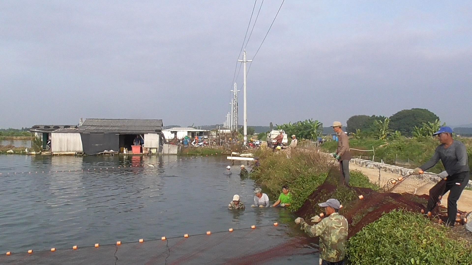 太阳鱼现身四川，钓友不重视还想用锅铲解决，罗非的故事又忘了？