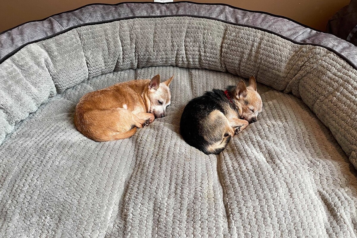 狗狗呕吐物呈乳白色是否正常,狗狗呕吐物是白色很腥