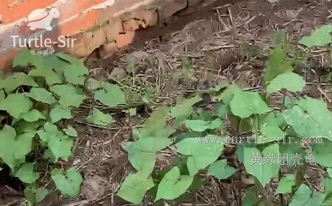 2019年黄缘龟市场分析,黄缘龟市场走势图