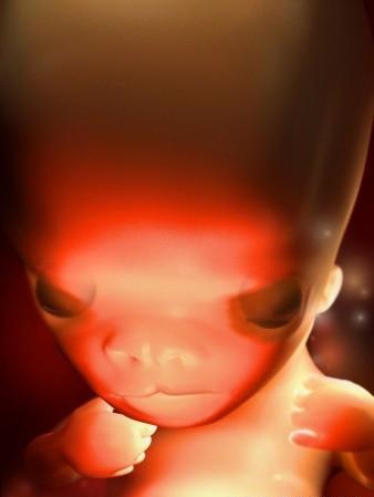 胎儿发育全过程标本,是否能看到胎儿的发育过程