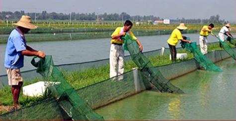 泥鳅养殖致富新技术简单介绍一下,泥鳅养殖的细节技术