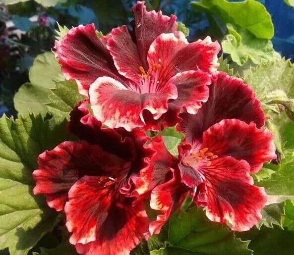 10种天竺葵,天竺葵100种图片大全