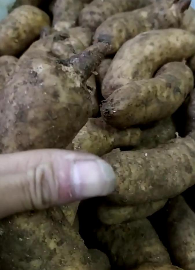 炮制天麻最简单的方法,姜制天麻炮制方法