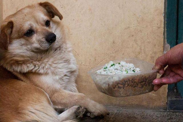 狗狗食欲不振怎么办,狗狗怀孕50多天食欲不振怎么回事