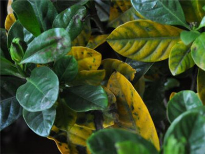 花叶发黄怎么办最有效,大鹅掌花叶发黄