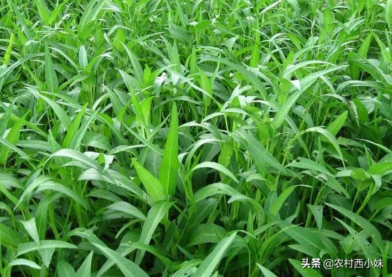 露天蔬菜种植怎样使用防虫网,蔬菜种植技术知识大全