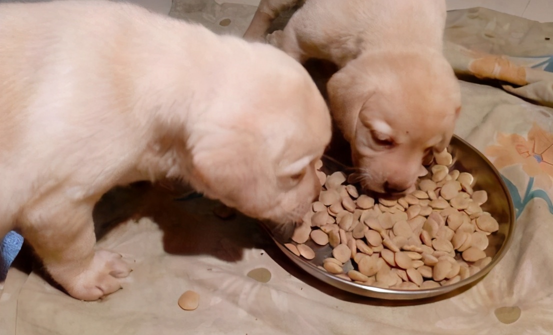 如何挑选一只品相好的罗威纳幼犬,黑色拉布拉多2个月幼犬如何挑选