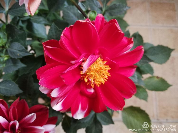 诗情花意,诗情花意唯美佳作