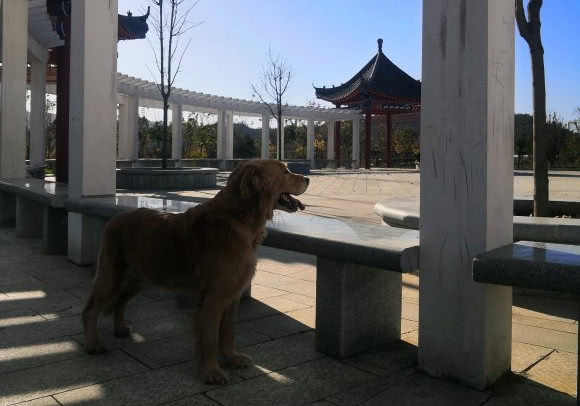 金毛总喜欢出去咋办,金毛老是外出