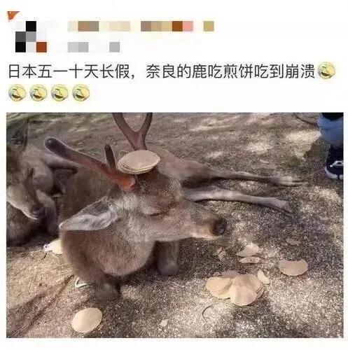 龙虾不吃东西,龙虾没人吃