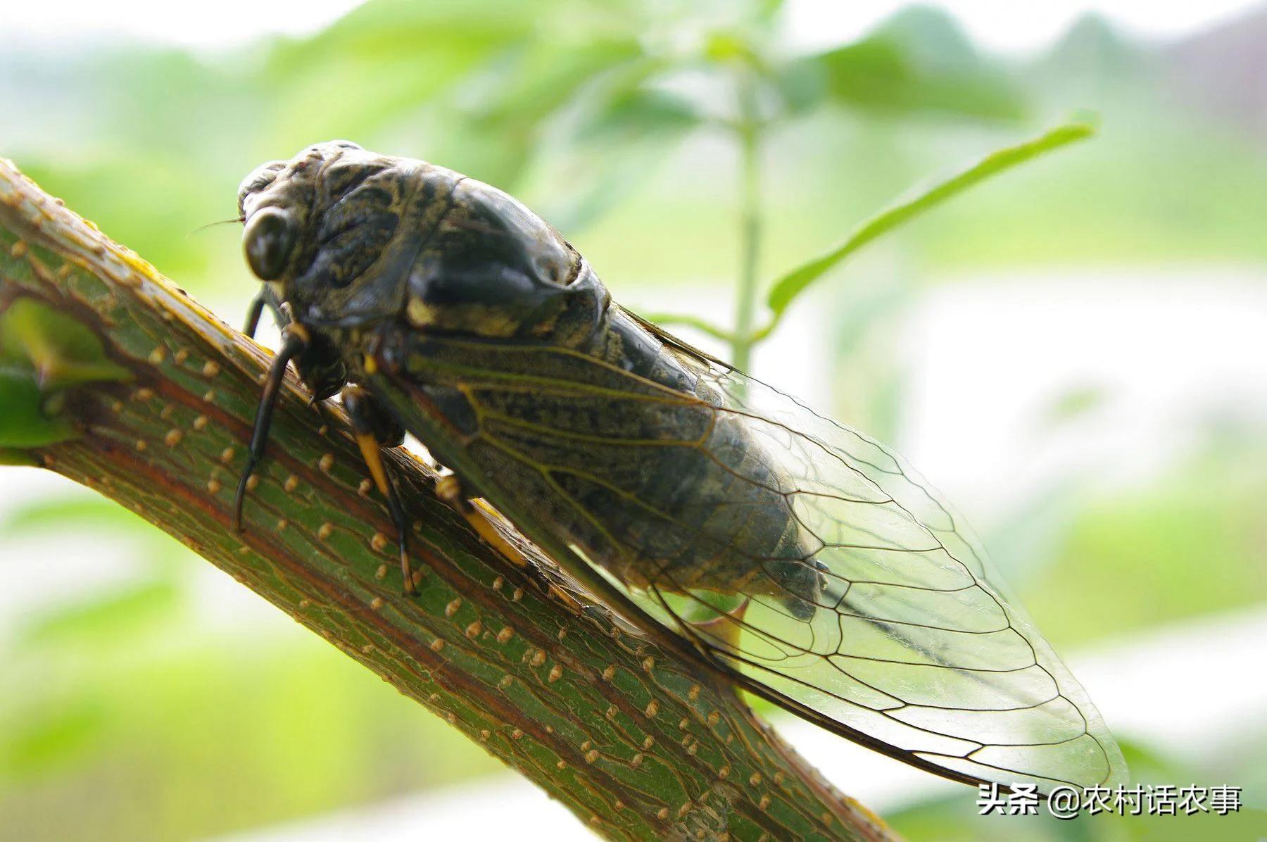 知了猴怎么逮才能逮最多,捉知了猴的秘诀