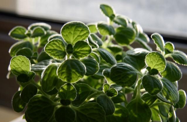 人吃多肉植物,人吃多肉会得癌症吗