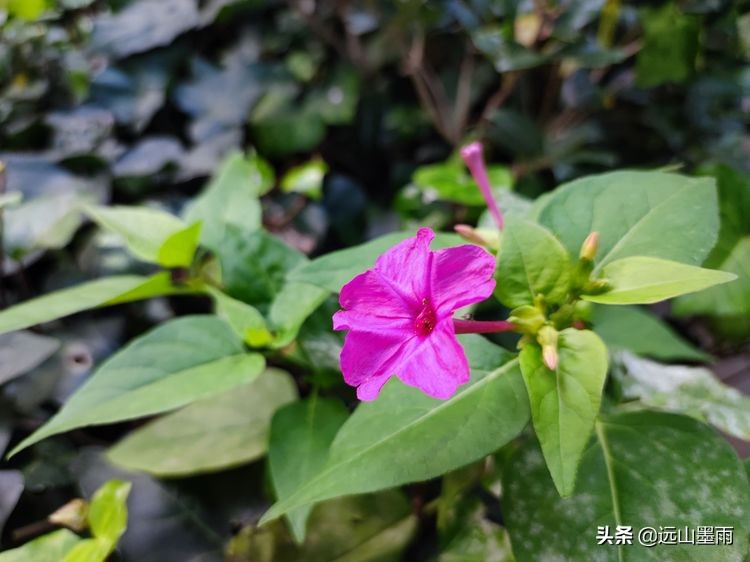 绿树成荫林荫小道,绿树成荫的小路视频