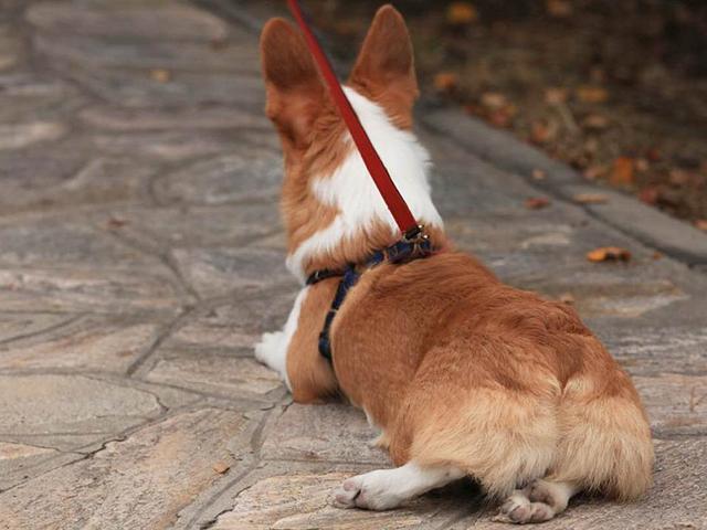 狗狗长期吃鱼饲料会怎么样,狗狗只吃肉和狗粮对身体好吗