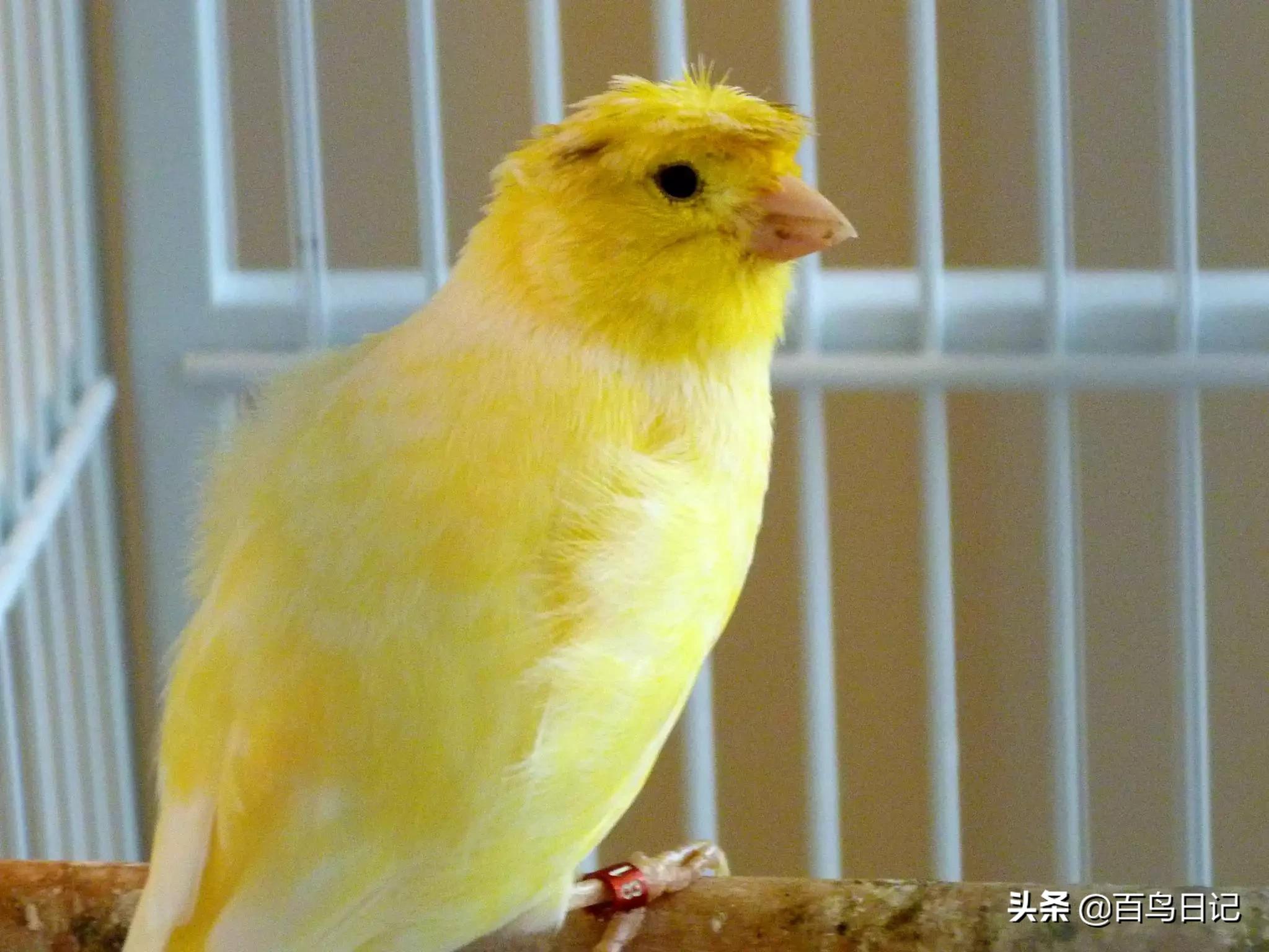 第五十三课:养鸟太麻烦?这5种低价宠物鸟可能更适合你