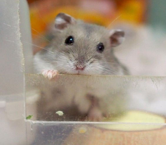 紫仓拒吃高价鼠粮，从小挑食愁坏主人，明白4点原因才能纠正