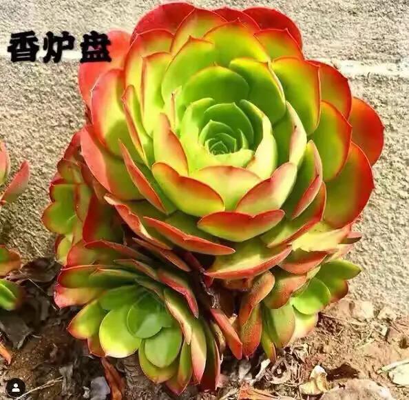 多肉法师韶羞现在能摘心吗,韶羞法师和荷兰玫瑰法师的区别