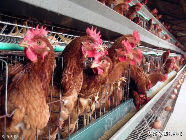 鸡支堵的防治方法,鸡支气管堵塞怎么造成的