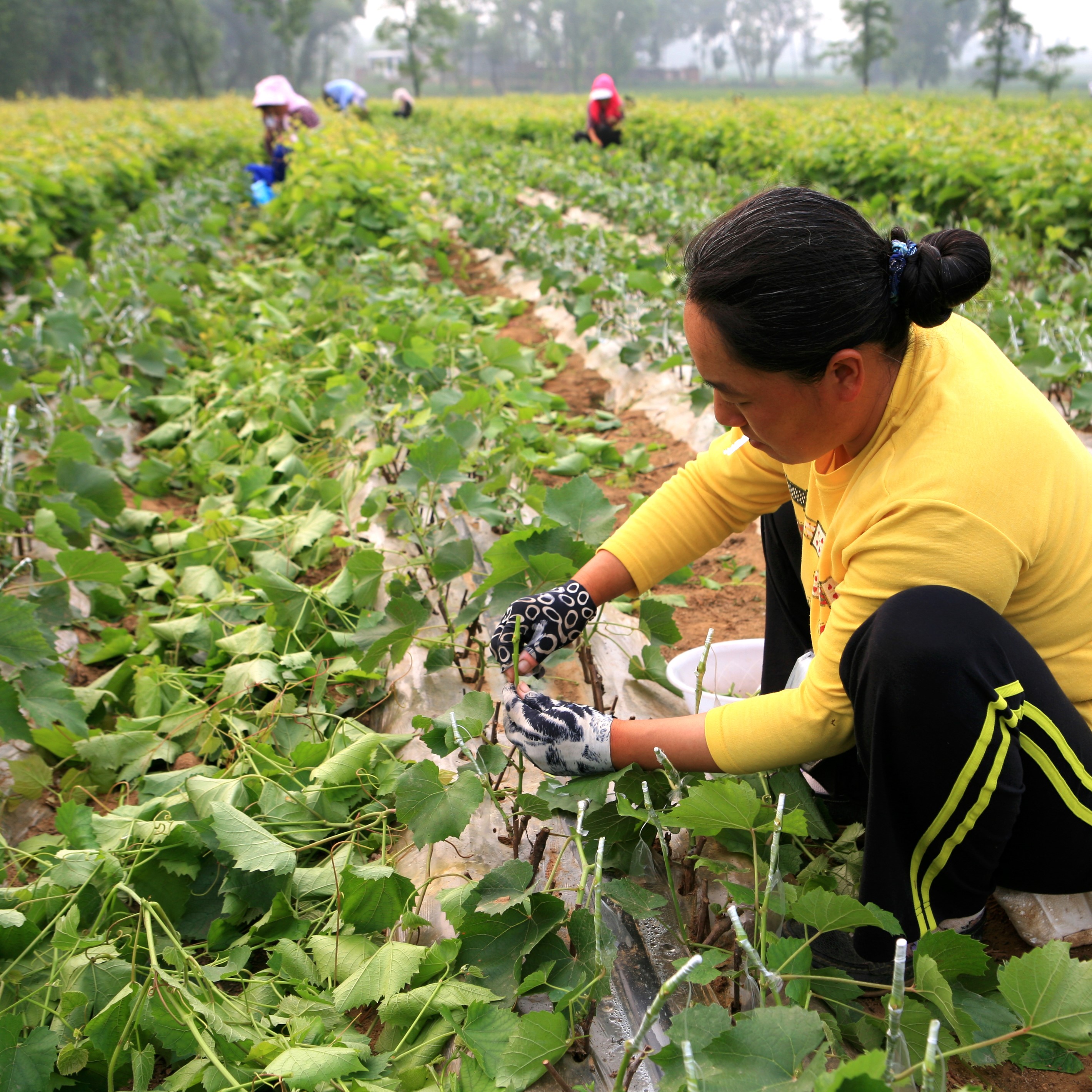 在北方投资500亩冰葡萄，投入数百万，还要建酒庄，可以吗？
