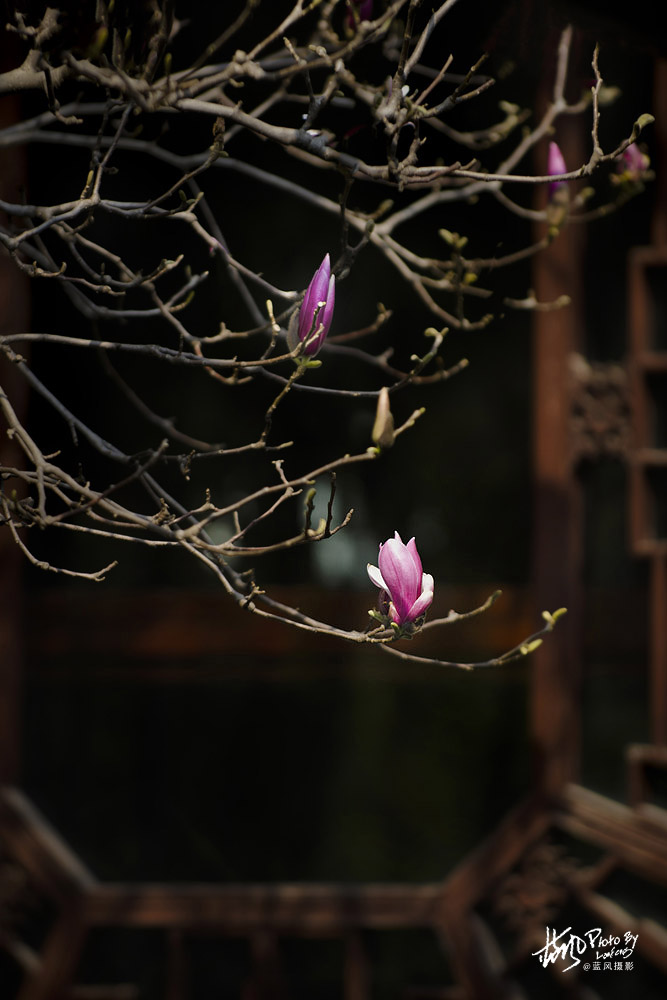 上海市市花白玉兰也叫玉兰花,白玉兰花是上海的市花吗