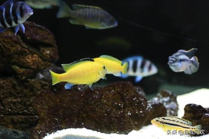 三湖慈鲷野生和人工的区别,养三湖慈鲷用什么石头最好