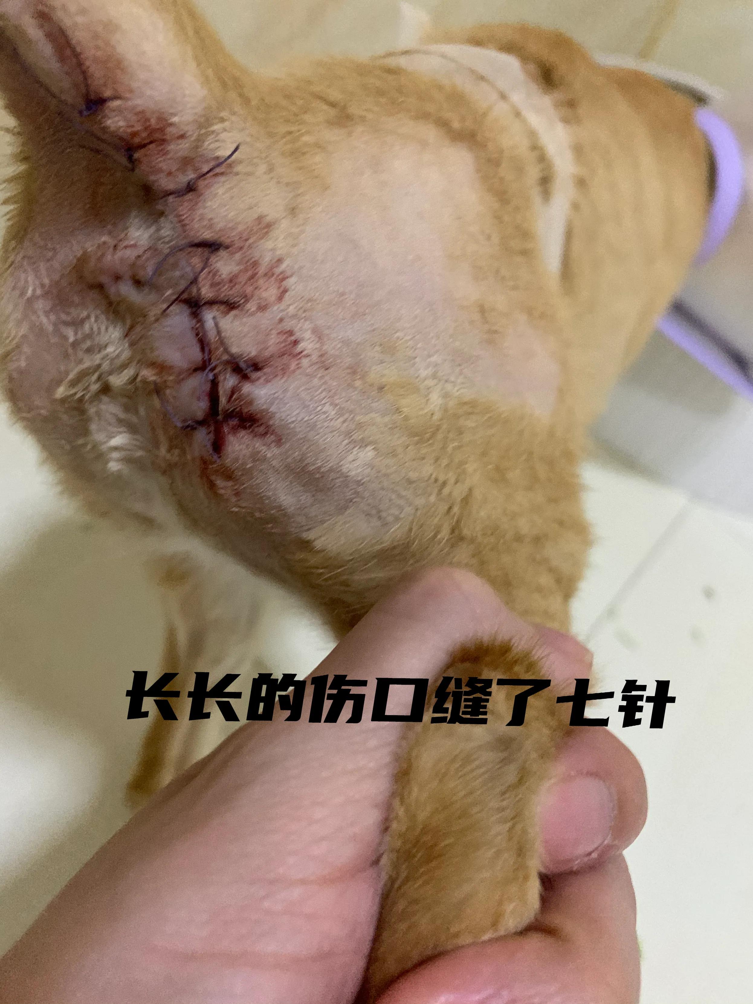 猫肛周脓肿一直流脓怎么办,猫咪肛腺发炎有脓要怎么挤
