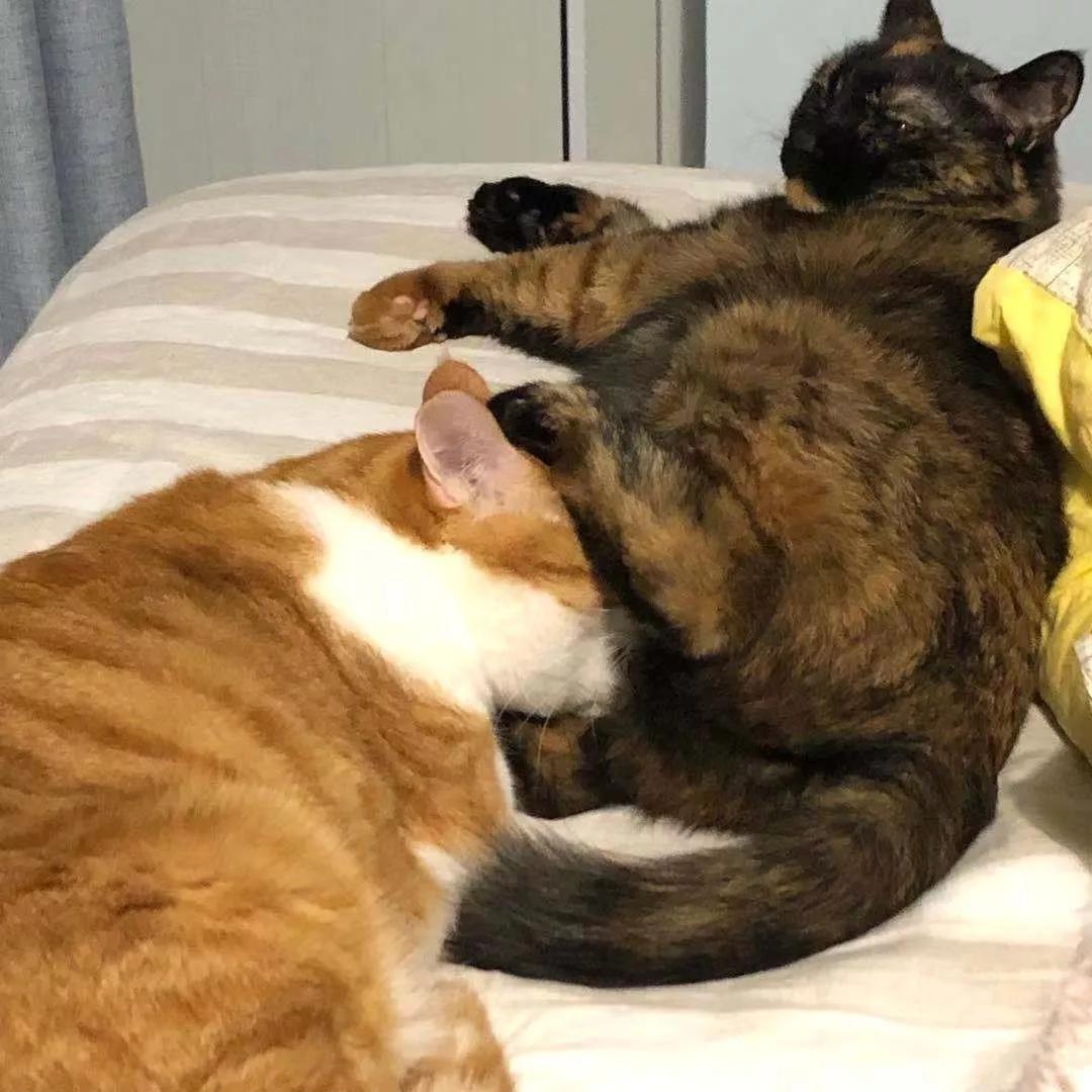 两只猫感情好不亲主人,两只猫感情好