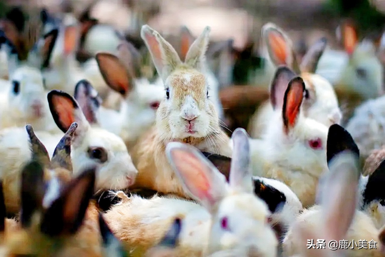 兔肉为什么营养很丰富,兔肉是高蛋白又不会肥胖的肉类