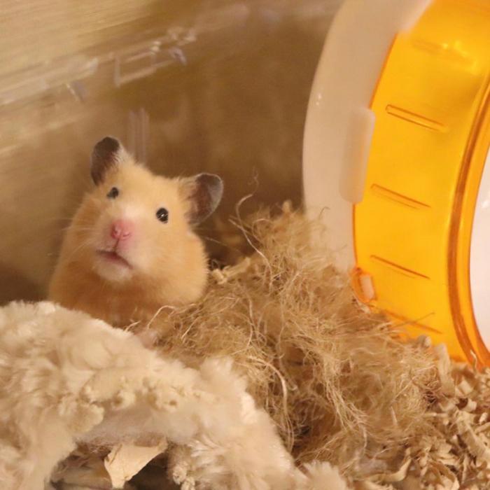 仓鼠缺点,仓鼠的缺点有什么