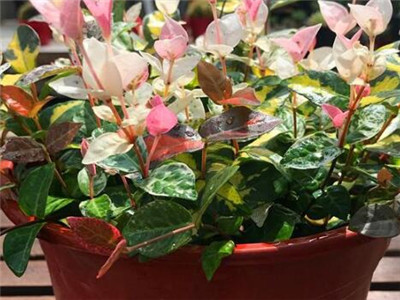 鑺卞彾缁滅煶鐨勫吇娈栨柟娉曞拰娉ㄦ剰浜嬮」,鑺卞彾缁滅煶鐨勫吇娈栨柟娉曞拰娉ㄦ剰浜嬮」鍥剧墖