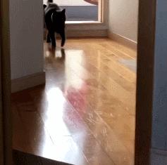 猫咪胀气和猫传腹有什么区别,猫咪肥胖还会有原始袋么