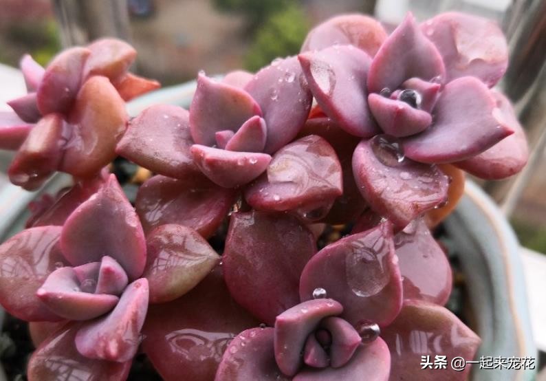 彩虹糖多肉容易爆头吗 (怎么养彩虹糖才能爆盆)