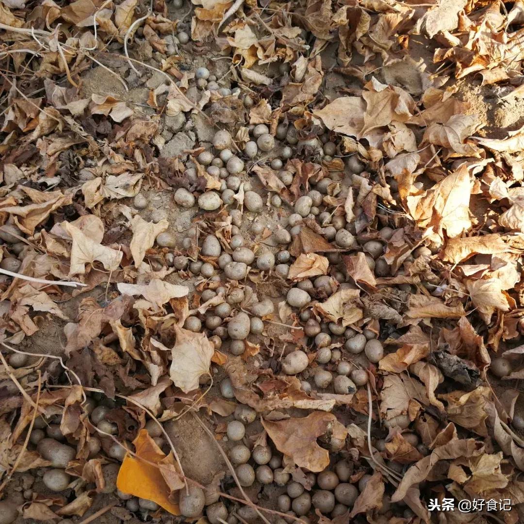 铁棍山药与普通山药哪种好吃,铁棍山药和小白嘴山药味道的区别