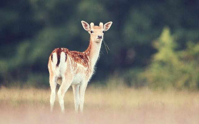 古代接待宾客的礼仪八礼,古人迎接礼仪