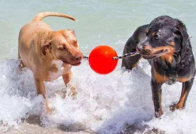 两只狗狗在一起总爱打架,两只狗狗刚相处怎么才不会打架