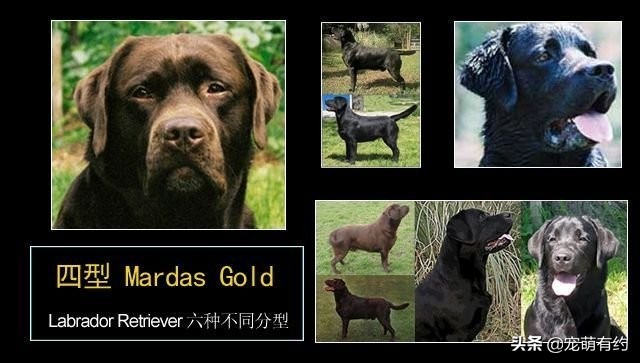 拉布拉多犬的习性和特点,拉布拉多犬的种类及标准