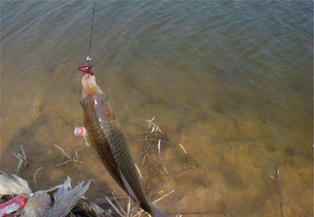 麝香科学钓鱼,麝香钓鱼的人可以服用吗