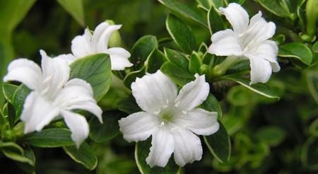 金边六月雪黄叶怎么办,六月雪干尖黄叶的原因