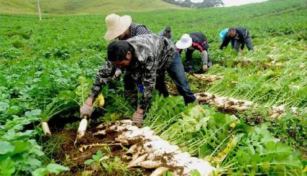 走进联合国的剁椒鱼头是什么鱼,走进联合国的小炒黄牛肉