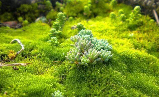 苔藓植物怎么养护,苔藓怎么养才是最好的