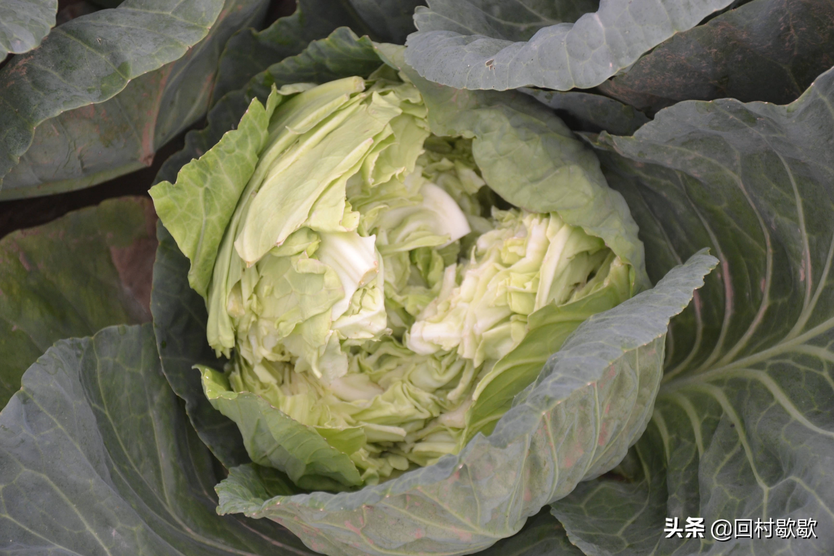 包头菜怎么处理,包头菜怎样储存冬天才能好吃