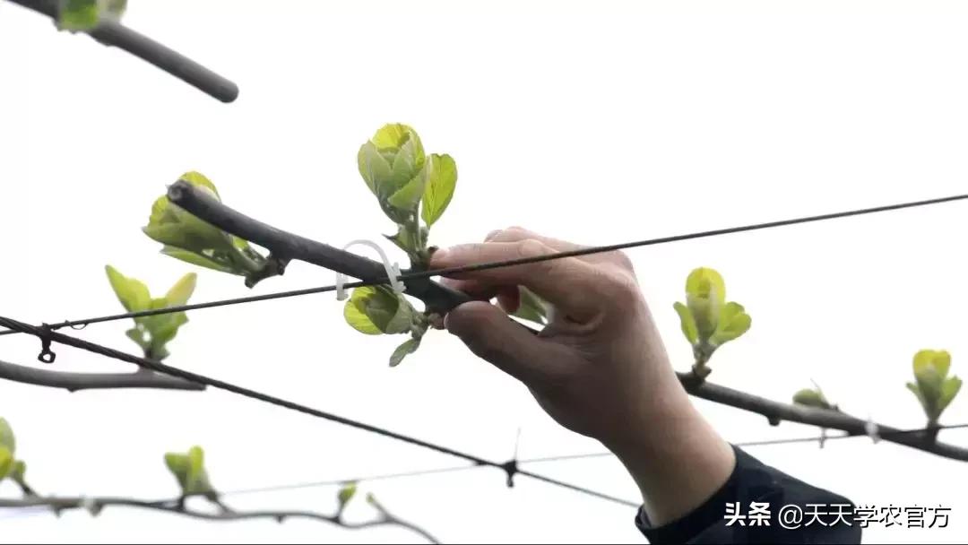 施那么多萌芽肥都浪费了？专家支招，一亩地50块肥钱足够了！