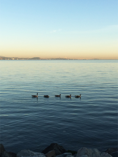 美国旧金山市规划,美国旧金山公园