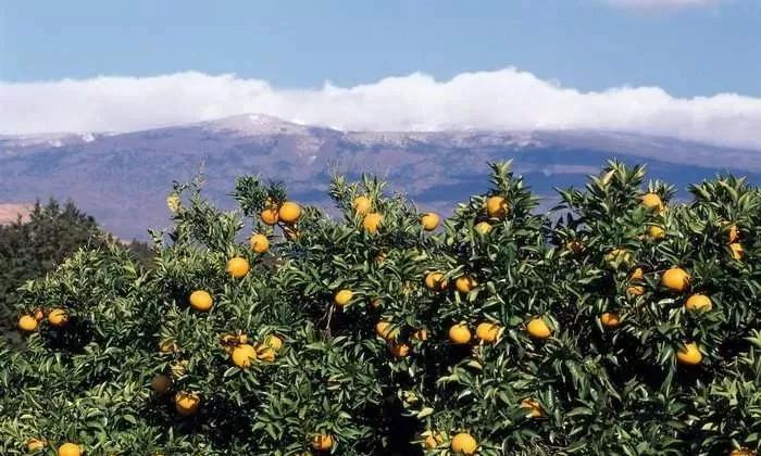 果优乐帅气小伙儿运用免费模式，3天充卡80万，锁定两千多会员