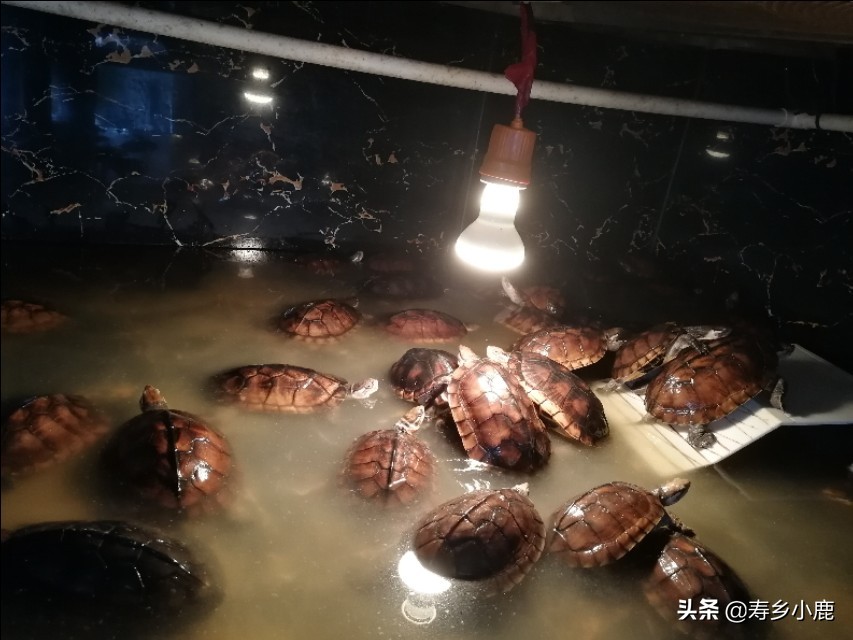 金钱龟行情还有得涨吗,金钱龟回暖