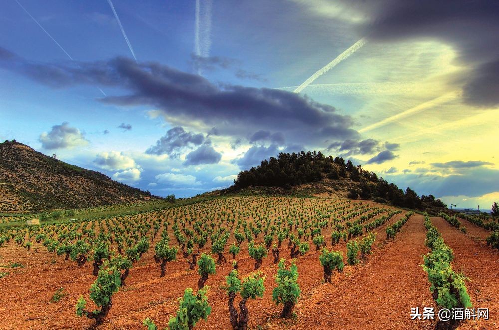 探秘西班牙里奥哈葡萄酒,天下谁人不识君答案