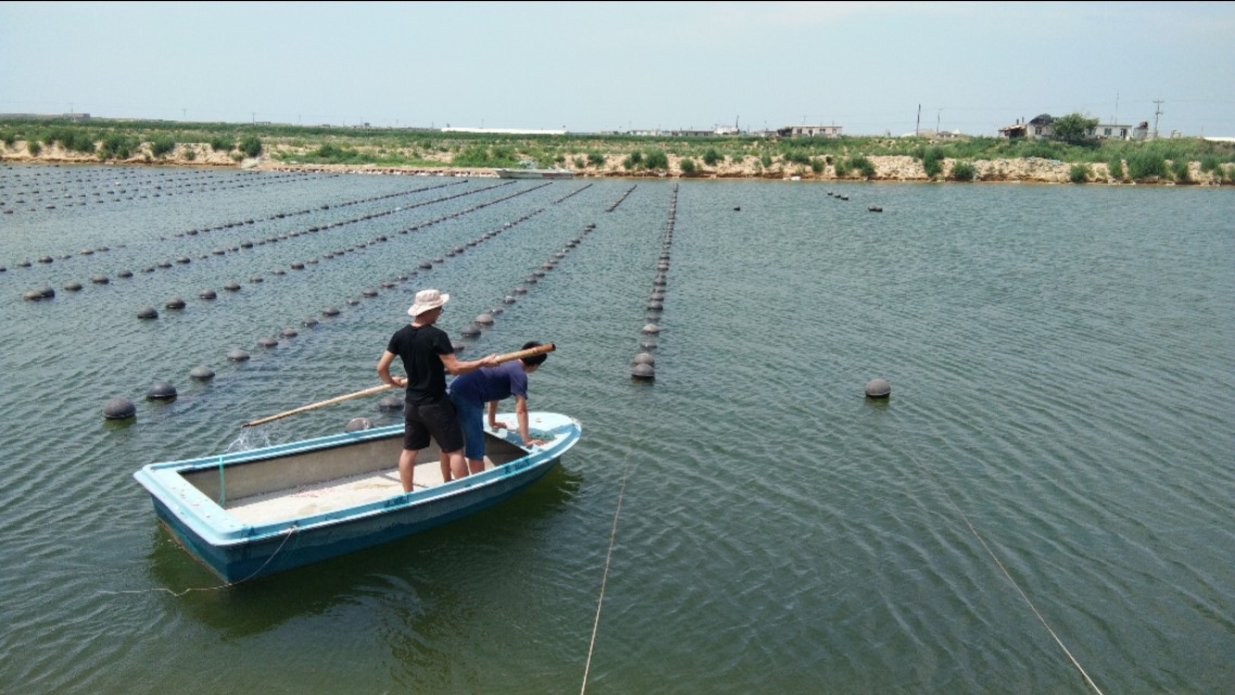 国内对虾养殖的主要品种有哪些,对虾养殖产量最高的三大品种