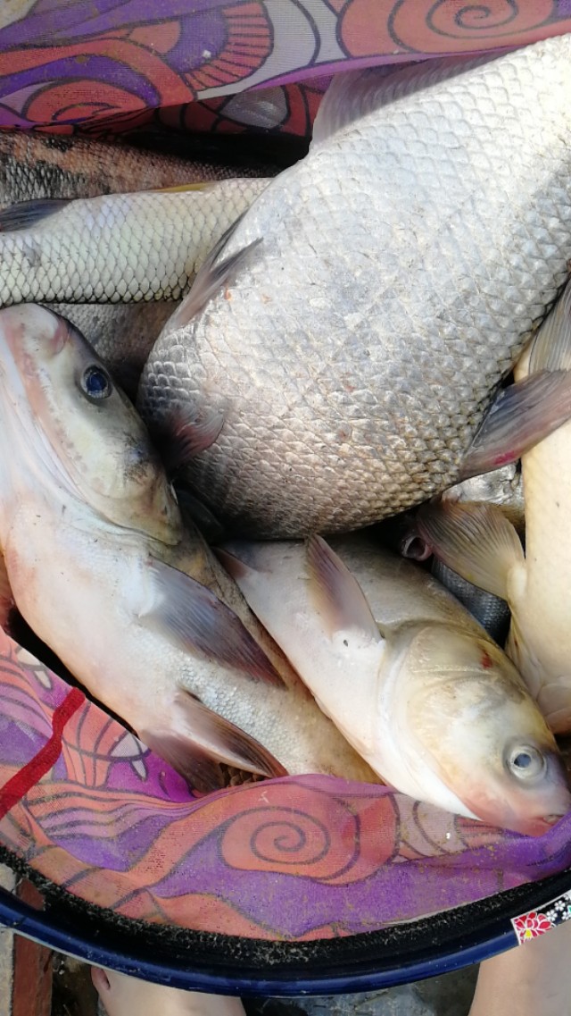 鲢鳙专用饵料排行,最火爆的鲢鳙饵料