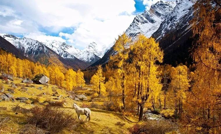 1011月错过它们,等于错过整个秋天!人少清净,随手一拍都是大片